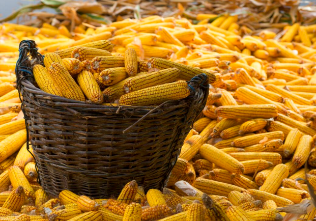 玉米供求關(guān)系影響著價(jià)格，2022年我國(guó)玉米播種面積和產(chǎn)量或?qū)⒊掷m(xù)增加(圖1)