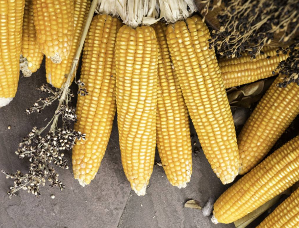 玉米供求關(guān)系影響著價(jià)格，2022年我國(guó)玉米播種面積和產(chǎn)量或?qū)⒊掷m(xù)增加(圖2)