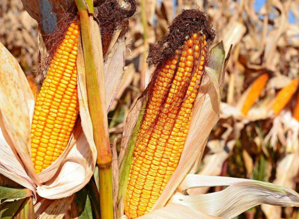 玉米供求關(guān)系影響著價(jià)格，2022年我國(guó)玉米播種面積和產(chǎn)量或?qū)⒊掷m(xù)增加(圖4)