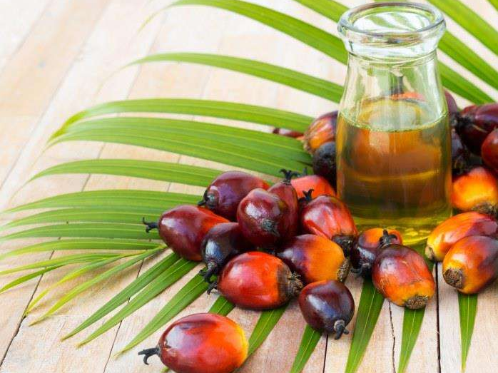 如何投資建設(shè)棕櫚油加工廠？企鵝糧油機(jī)械在線為您答疑解惑(圖1)