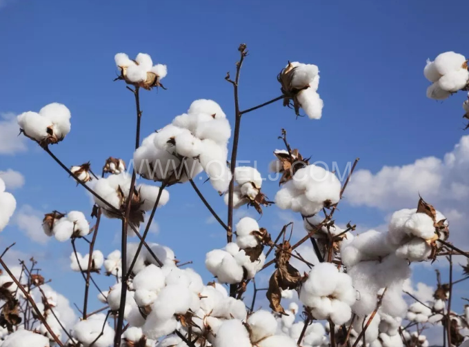 棉籽油精煉設(shè)備，充分脫離棉酚生產(chǎn)健康營養(yǎng)油(圖1)